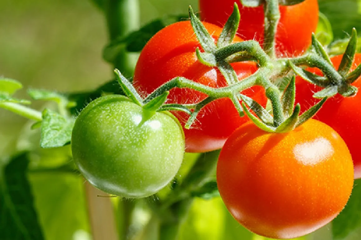 Grüne und rote Tomaten an der Pflanze