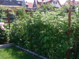 Himbeersträucher an einem Holzgerüst