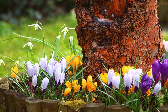 Frühlingsblumen am Baum