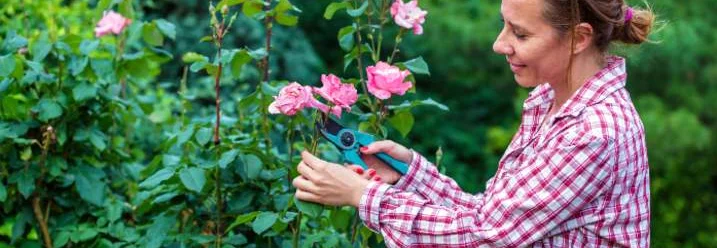 Person schneidet Rosen mit Gartenschere