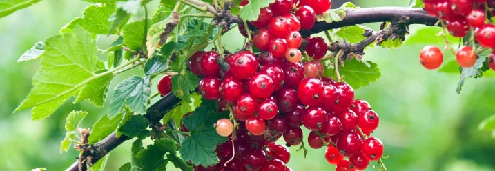 Rote Johannisbeeren an einem Strauch