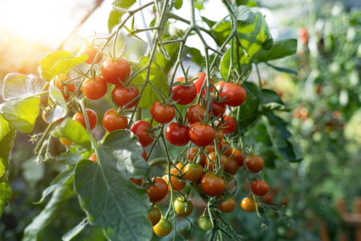 Reife Tomaten an einer Pflanze