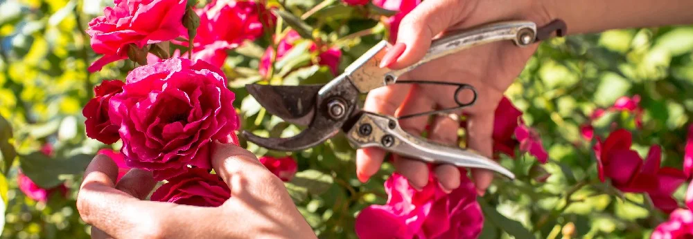Hand schneidet rote Rosen mit Gartenschere