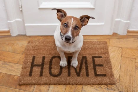 Jack Russell Terrier sitzt auf einer Fußmatte vor einer Tür.