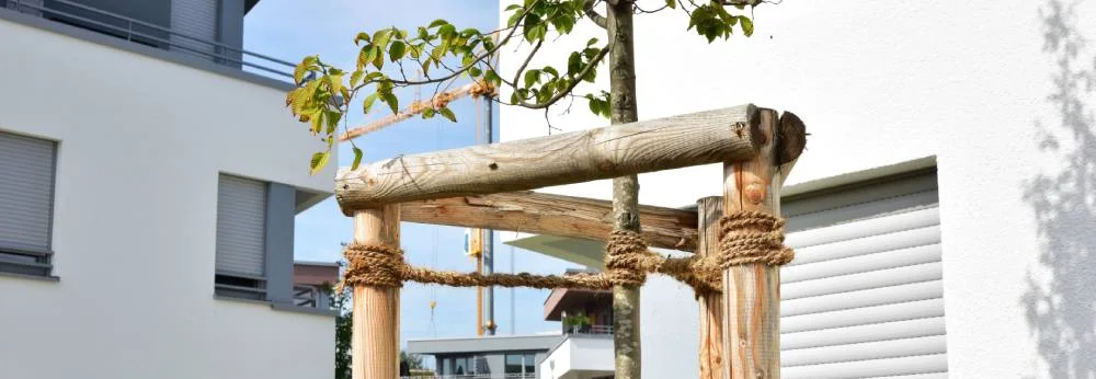 Ein junger Baum, der von Holzpfählen und Seilen gestützt wird.