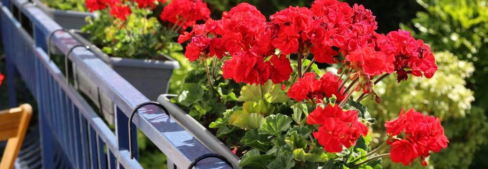 Rote Geranien in Blumenkästen an einem blauen Balkongeländer.