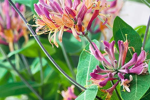 Rosa und orangefarbene Geißblatt Blüten