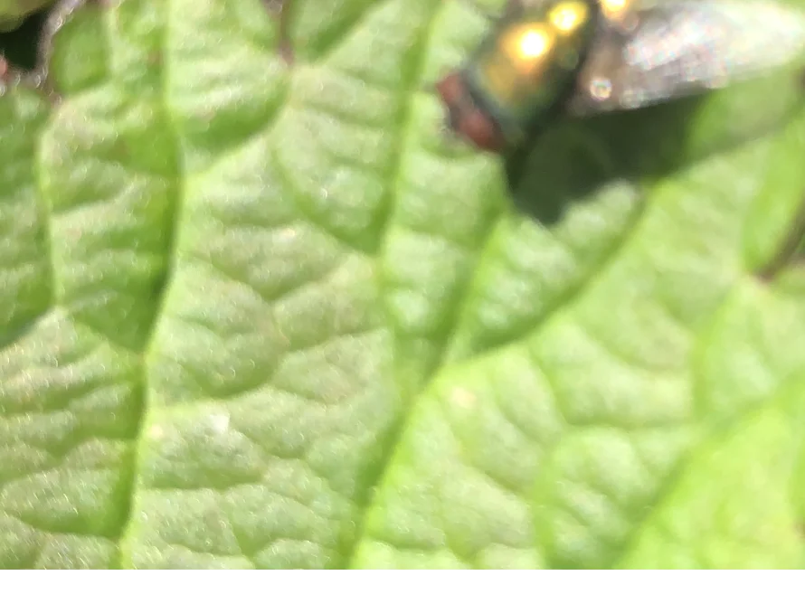 Fliege auf grünem Blatt