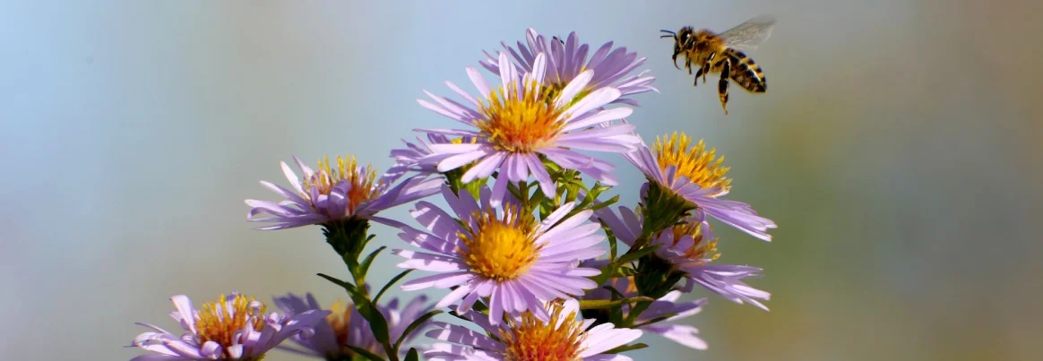 Eine Biene im Flug nähert sich lila Blumen.