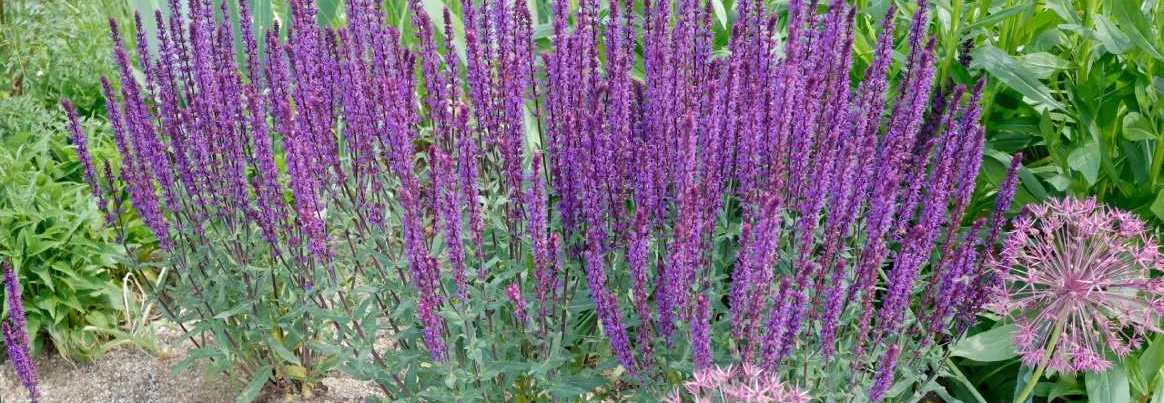 Nahaufnahme von blühendem Salbei und Zierlauch im Gartenbeet.