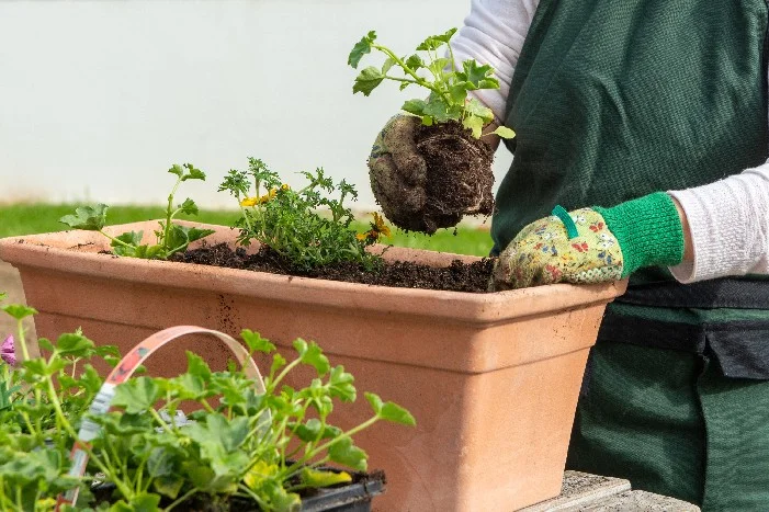 Person pflanzt Blumen in einen Balkonkasten.