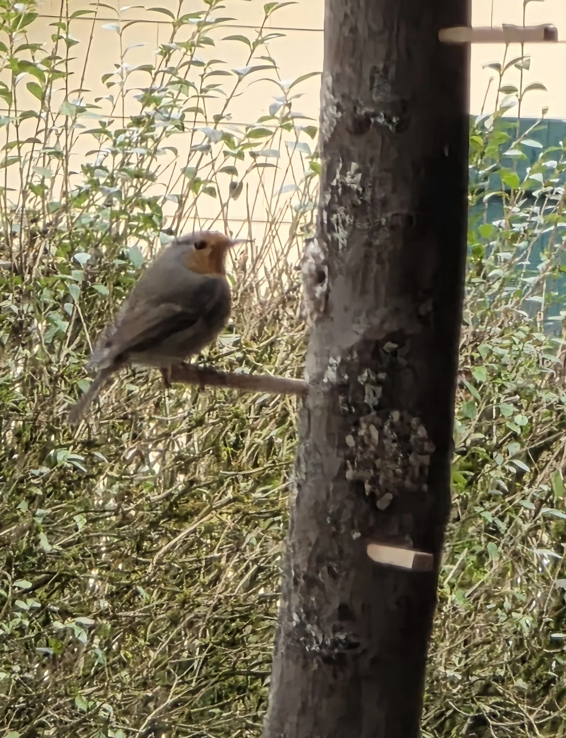 Ein Rotkehlchen sitzt auf dem Ast einer Futterstelle vor einer Hecke.