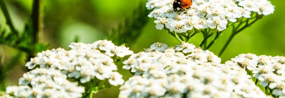 Ein Marienkäfer sitzt auf den weißen Blüten einer Schafgarbe.
