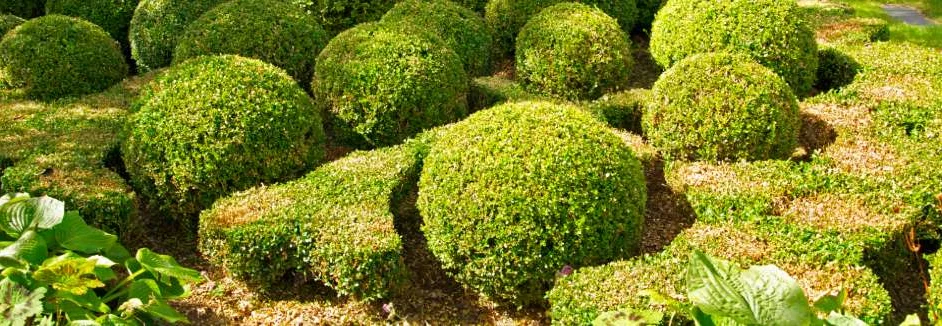 Buchsbaumhecke