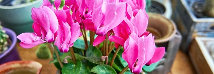 Topfpflanze mit pinken Blüten