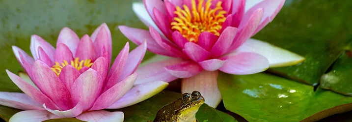 Frosch auf Seerosenblatt