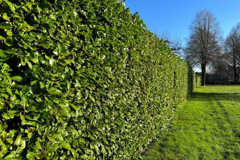 Eine hohe, dicht gewachsene grüne Hecke an einem sonnigen Tag.