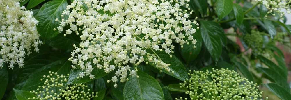 Nahaufnahme von weißen Holunderblüten und grünen Knospen an einem Strauch