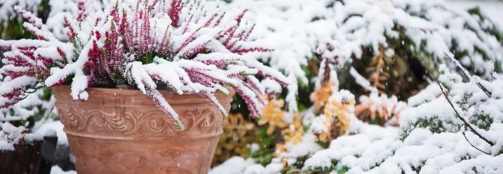 Schneebedeckte Pflanze im Topf