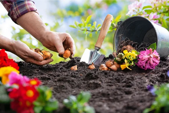 Person pflanzt Blumenzwiebeln