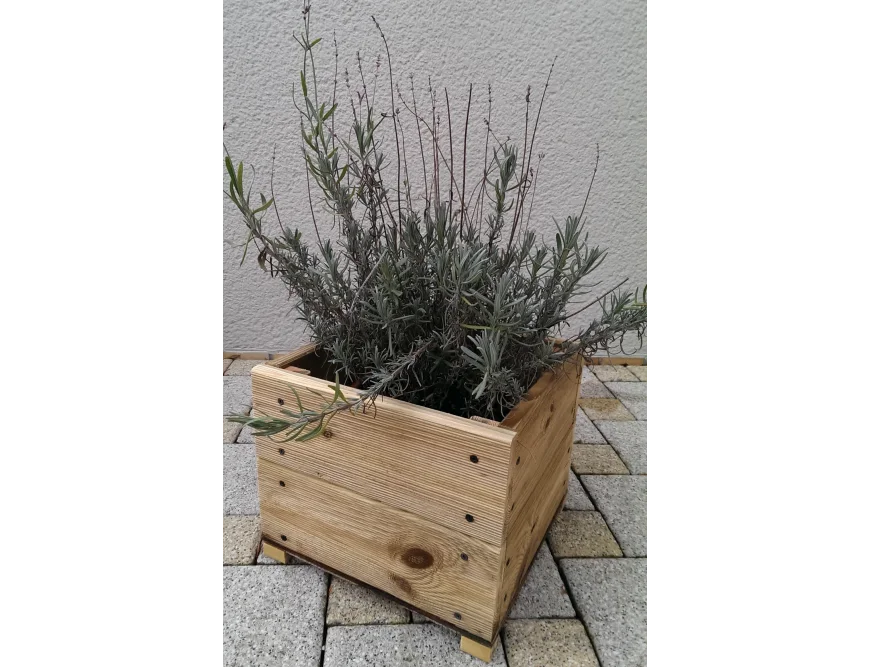 Lavendelpflanze in einem quadratischen Holzübertopf
