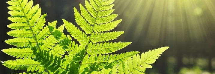Sonnenbeschienene Farnblätter