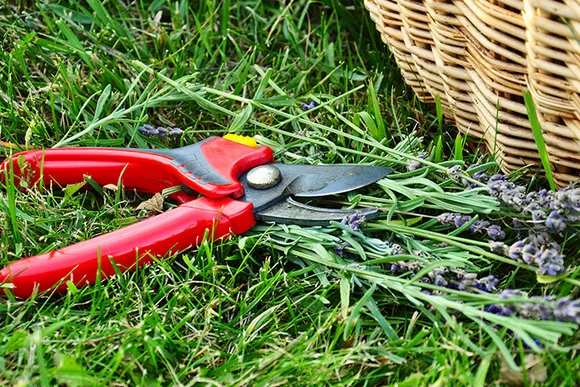 Gartenschere und Lavendel auf Rasen