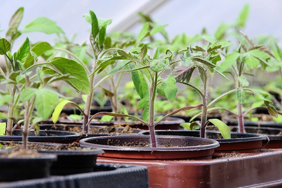 Tomaten Jungpflanzen wachsen
