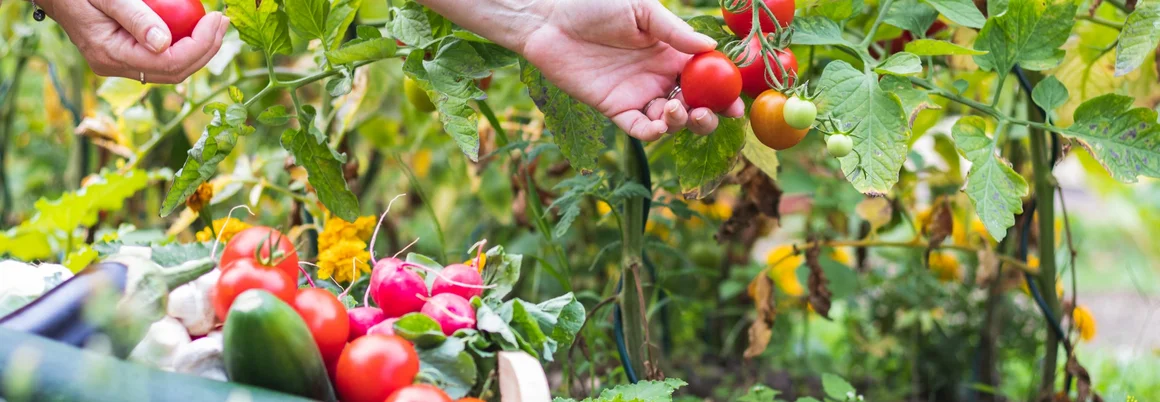 Person erntet Tomaten im Garten
