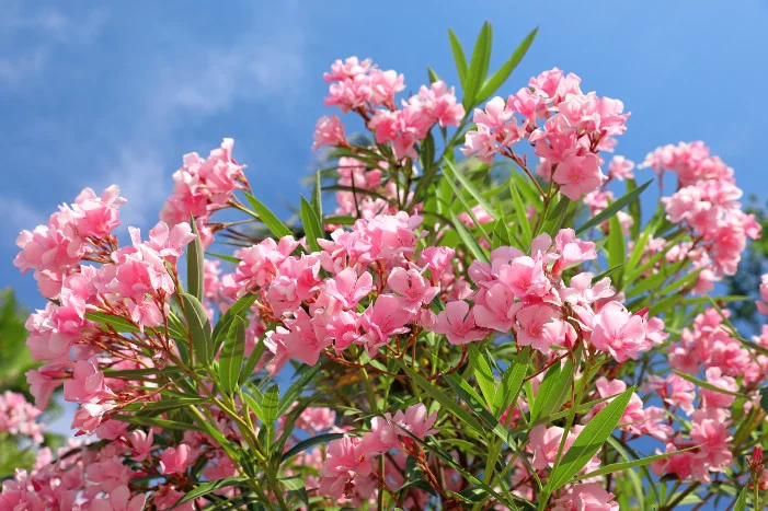 Blühender Oleander vor blauem Himmel
