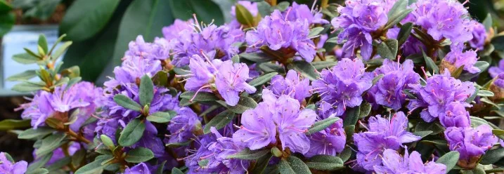 Lila Rhododendronblüten