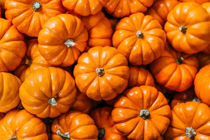 Viele kleine orangefarbene Kürbisse