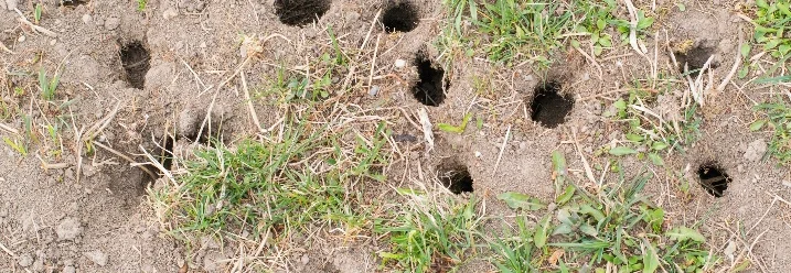 Mehrere Rattenlöcher im Rasen