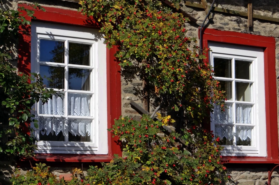 Zwei Fenster mit Hagebuttenstrauch