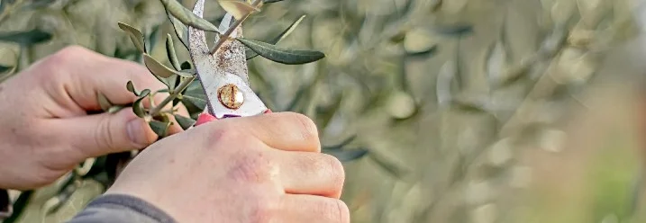 Hände schneiden mit Gartenschere einen Olivenbaum