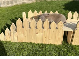 Kaninchen auf einem Holzsteg
