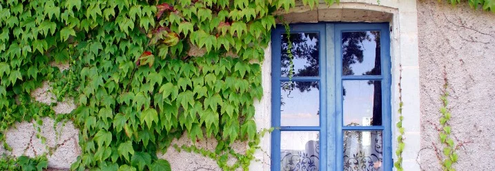 Blaues Fenster von Efeu umrankt