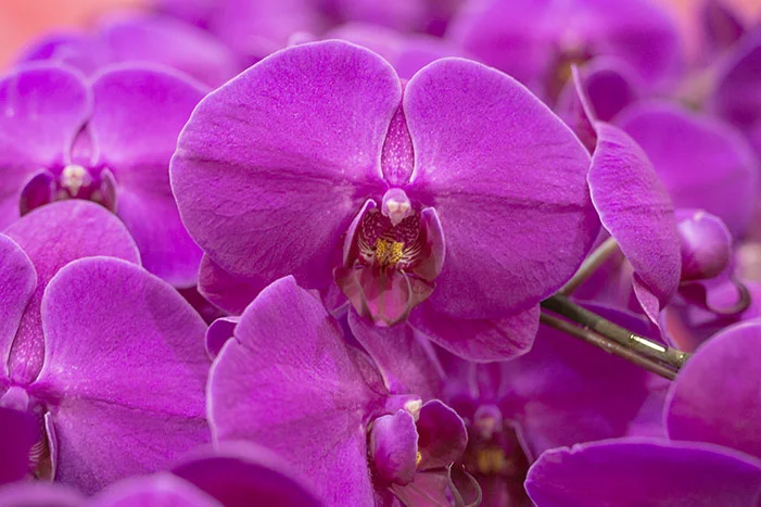 Nahaufnahme lila Orchideenblüten
