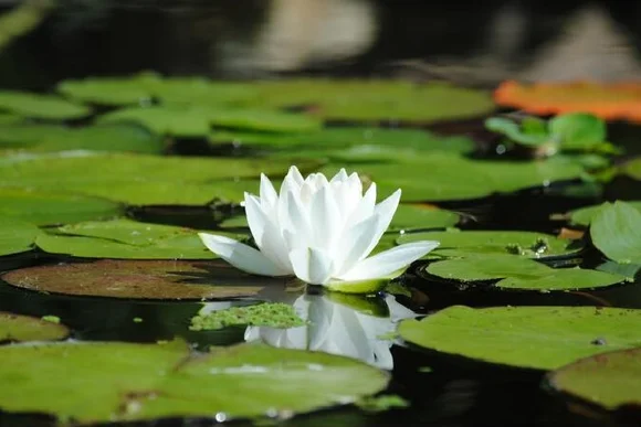 Eine weiße Seerose auf einem Teich