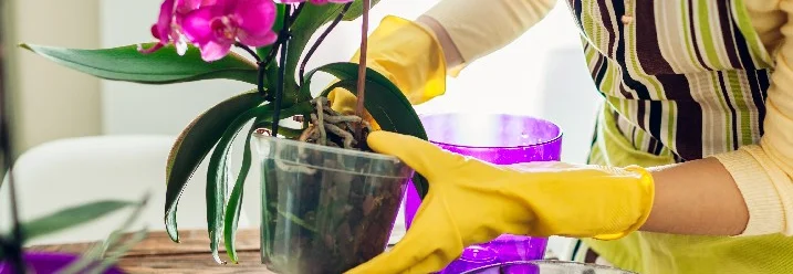 Person topft eine Orchidee um