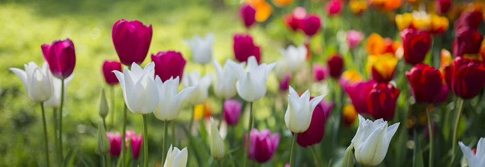 Bunte Tulpen auf einer Wiese