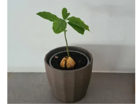 Eine kleine Avocadopflanze wächst aus einem Kern in einem Topf.