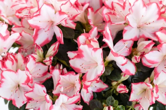 Weiße Blüten mit rosa Rändern