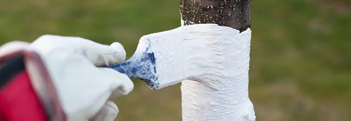 Baumstrich wird mit Pinsel auf Baum gestrichen