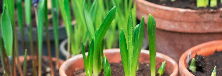 Grüne Triebe in Tontöpfen