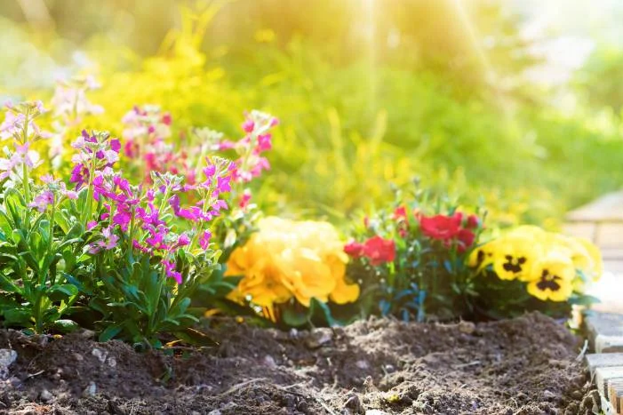 Bunte Blumen im Gartenbeet