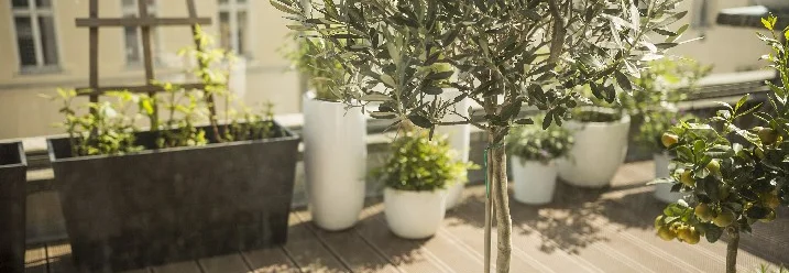 Olivenbaum und Pflanzen auf einem Balkon