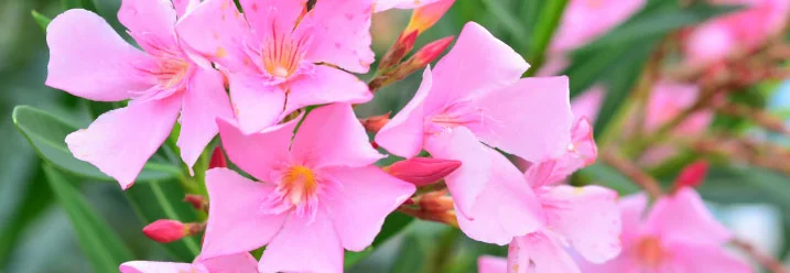 Rosa Oleanderblüten