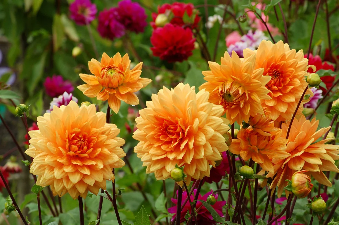 Orangefarbene Dahlienblüten im Garten