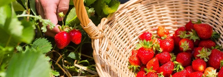 Person erntet Erdbeeren in Korb